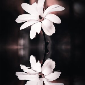 Totally Together Reflet d'un magnolia