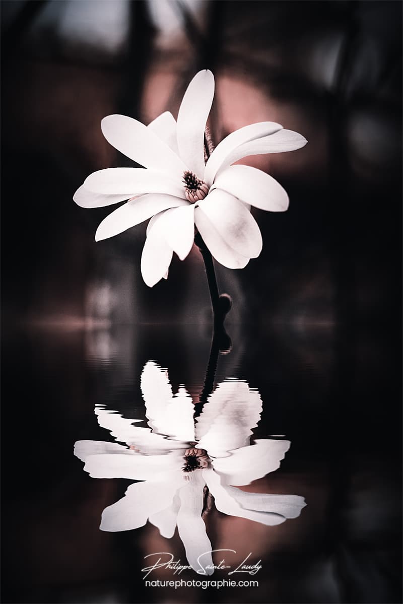 Reflet d'un magnolia