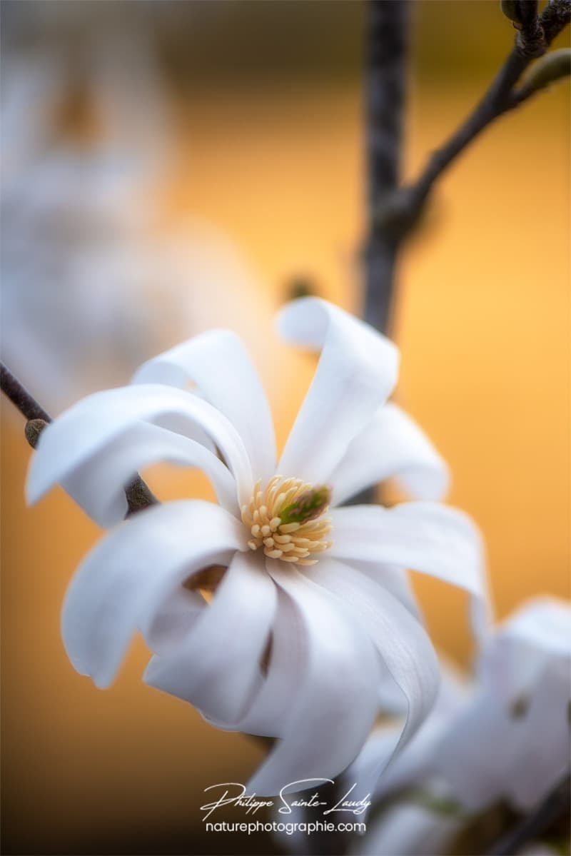 Magnolia en gros plan