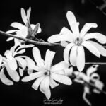 Magnolia en noir et blanc