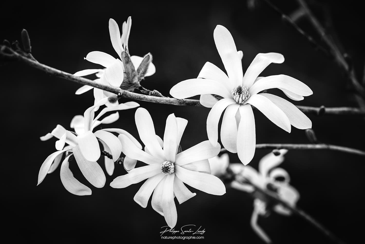 Magnolia en noir et blanc