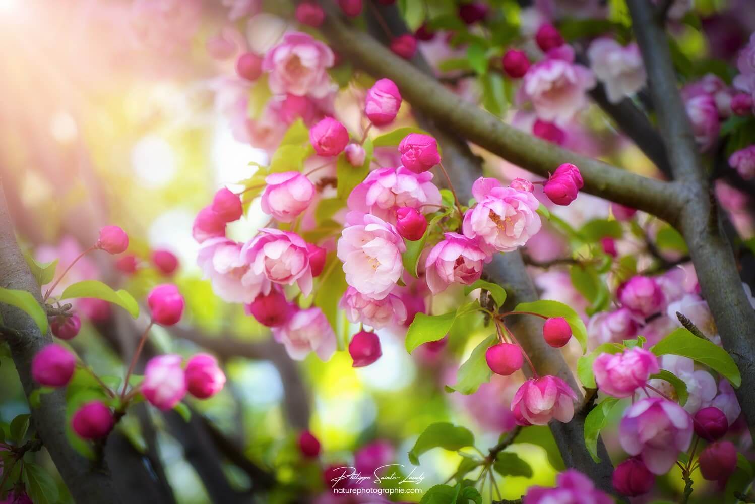 Fleurs de pommier japonais au printemps