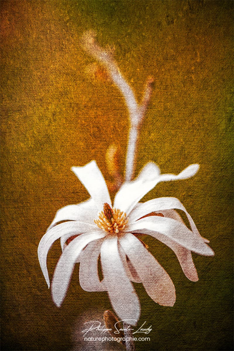 Magnolia avec une texture photo