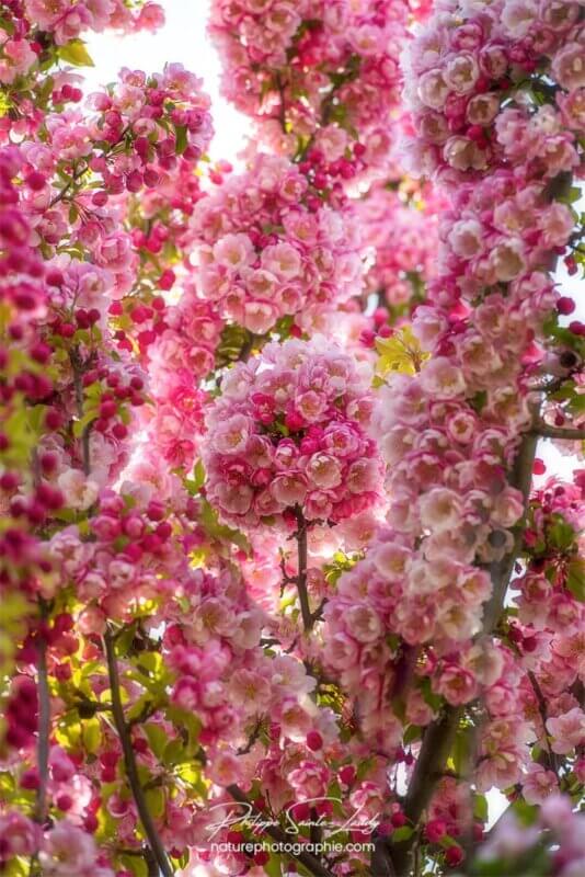 Bouquet rond de fleurs du Japon