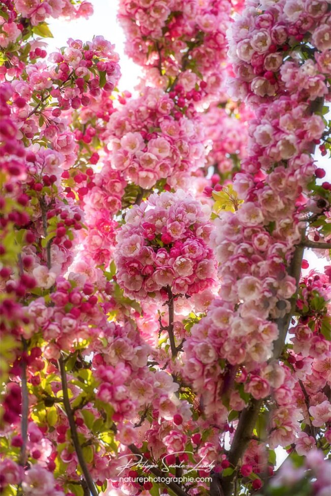 Bouquet rond de fleurs du Japon
