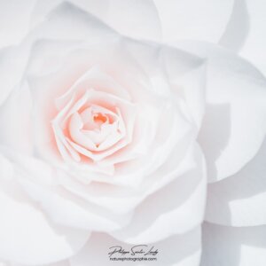 White Camellia Douceur d'un camélia