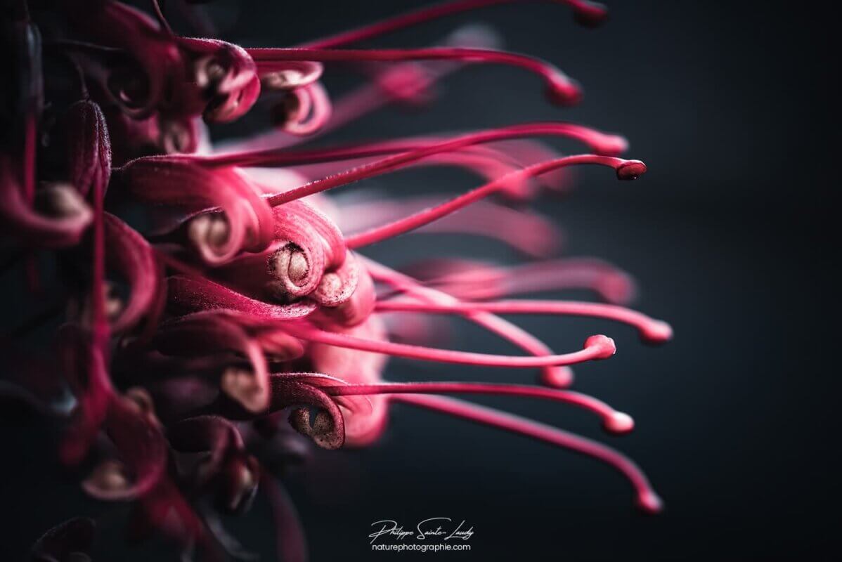 Fleur en macro