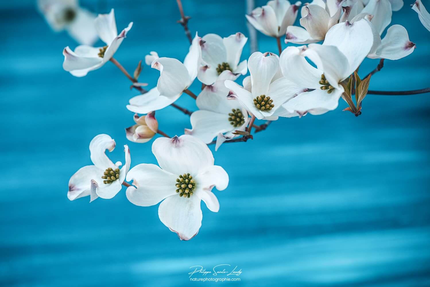 Cornouiller blanc sur fond bleu