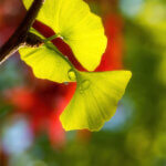 Transparence des feuilles de ginkgo