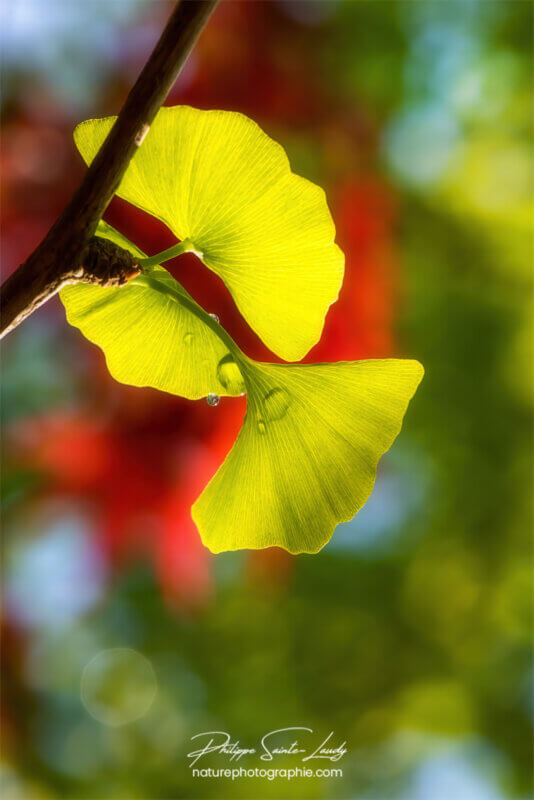 Transparence des feuilles de ginkgo