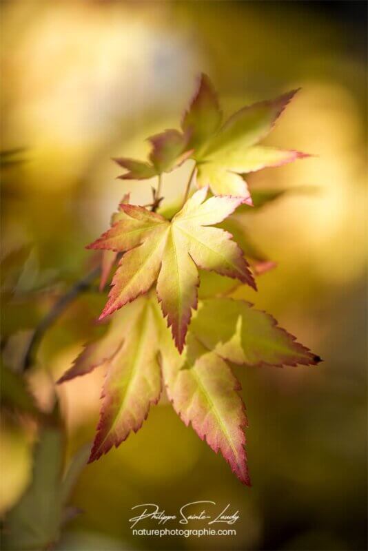 Feuilles d'érable jaunes