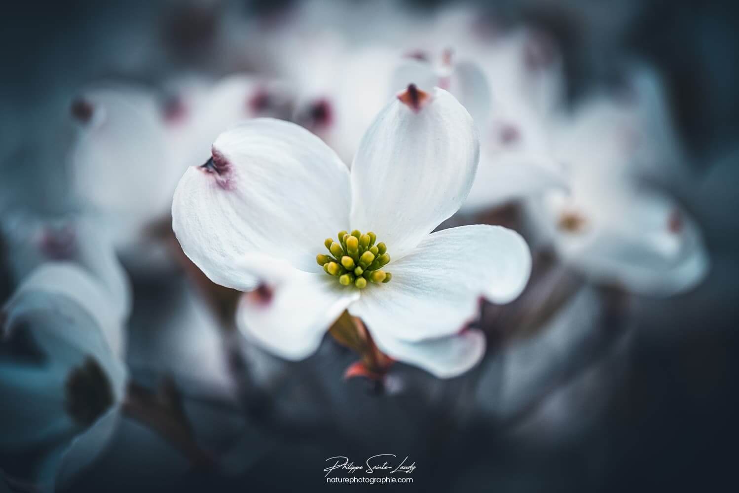 Gros plan de fleurs de cornouiller