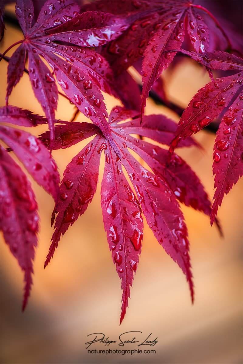 Feuille rouge d'érable après la pluie