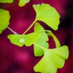 Goutte de pluie sur une feuille verte de ginkgo