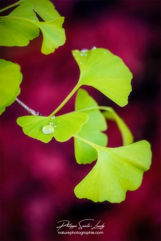 Goutte de pluie sur une feuille verte de ginkgo