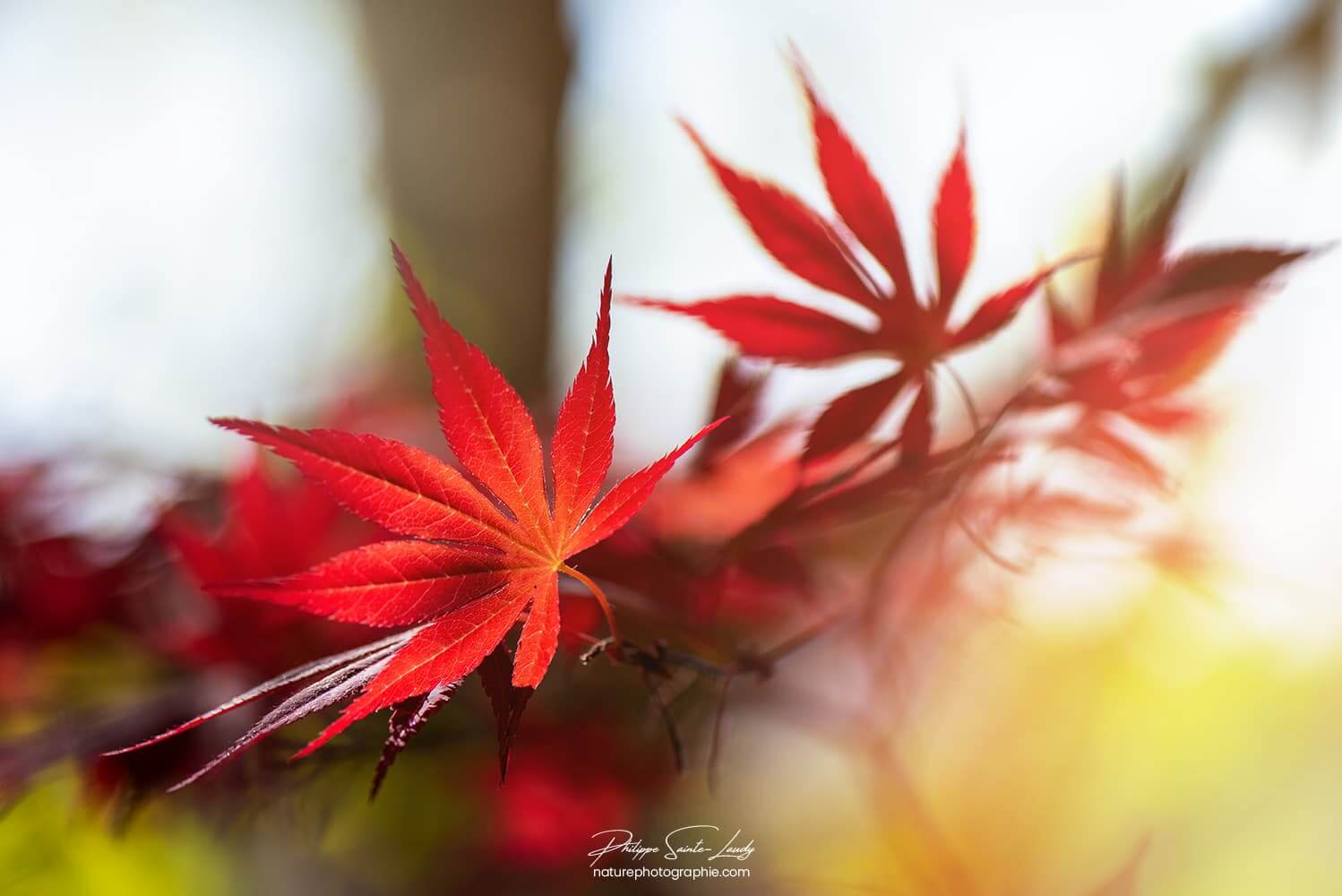 Rouge sont les feuilles d'érable