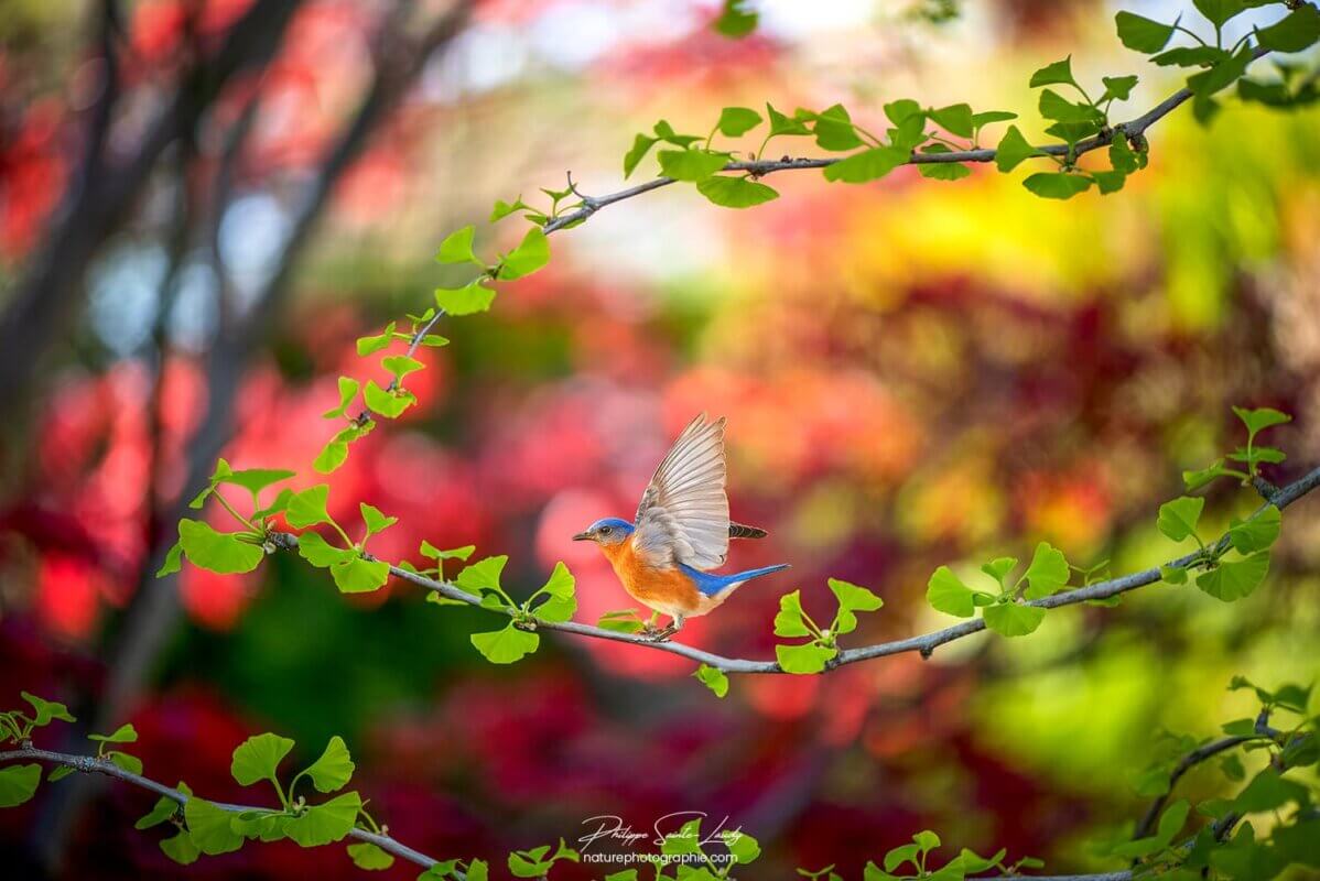 Oiseau sur un ginkgo biloba