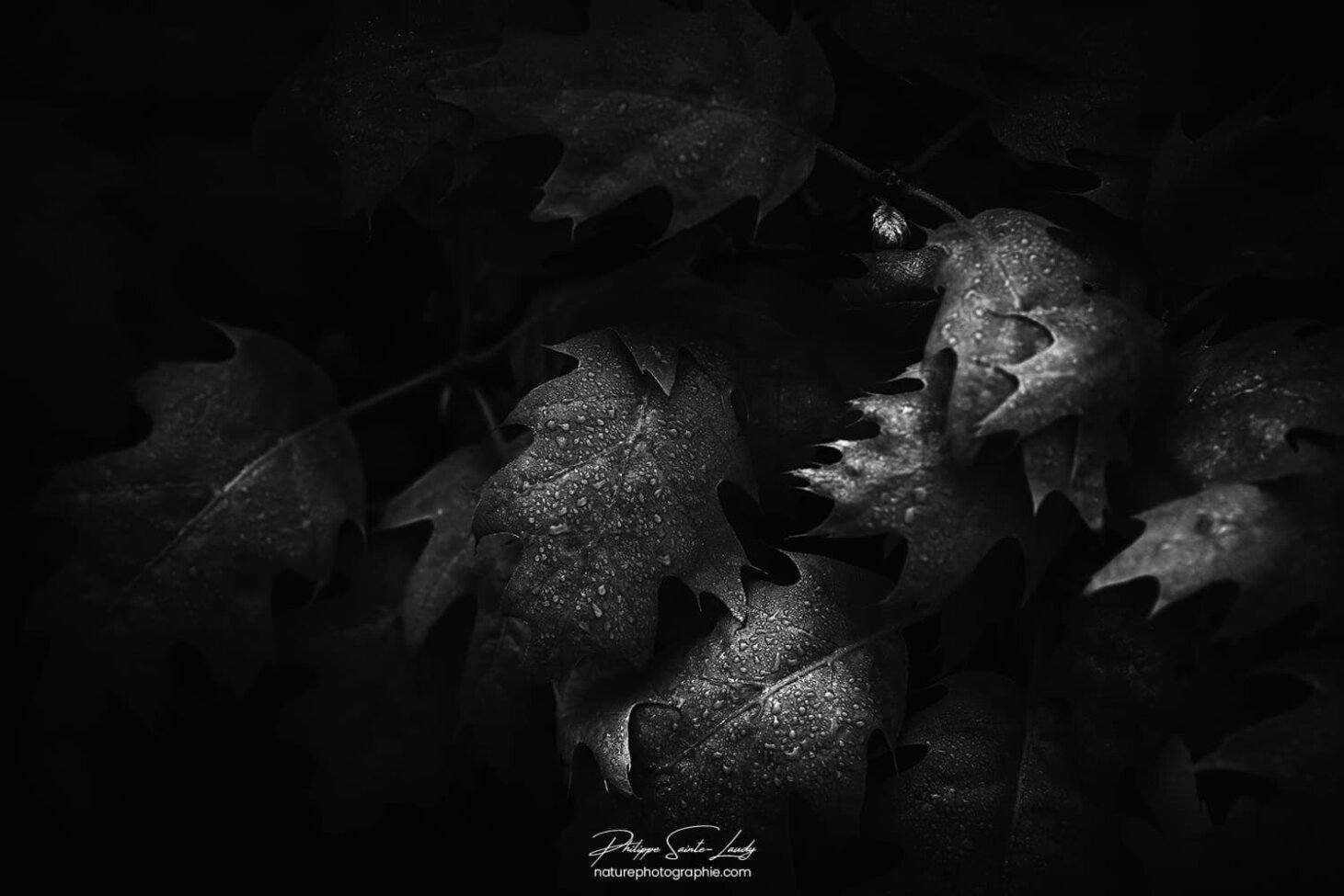 Ambiance sombre sur feuille en automne