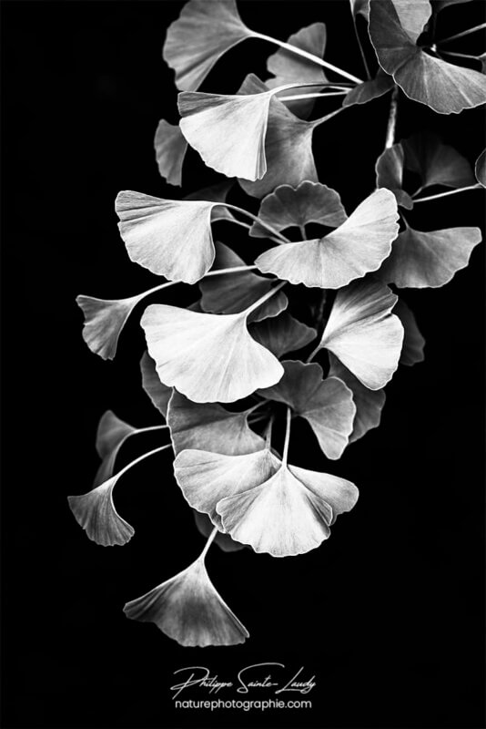 Feuilles de ginkgo en noir et blanc