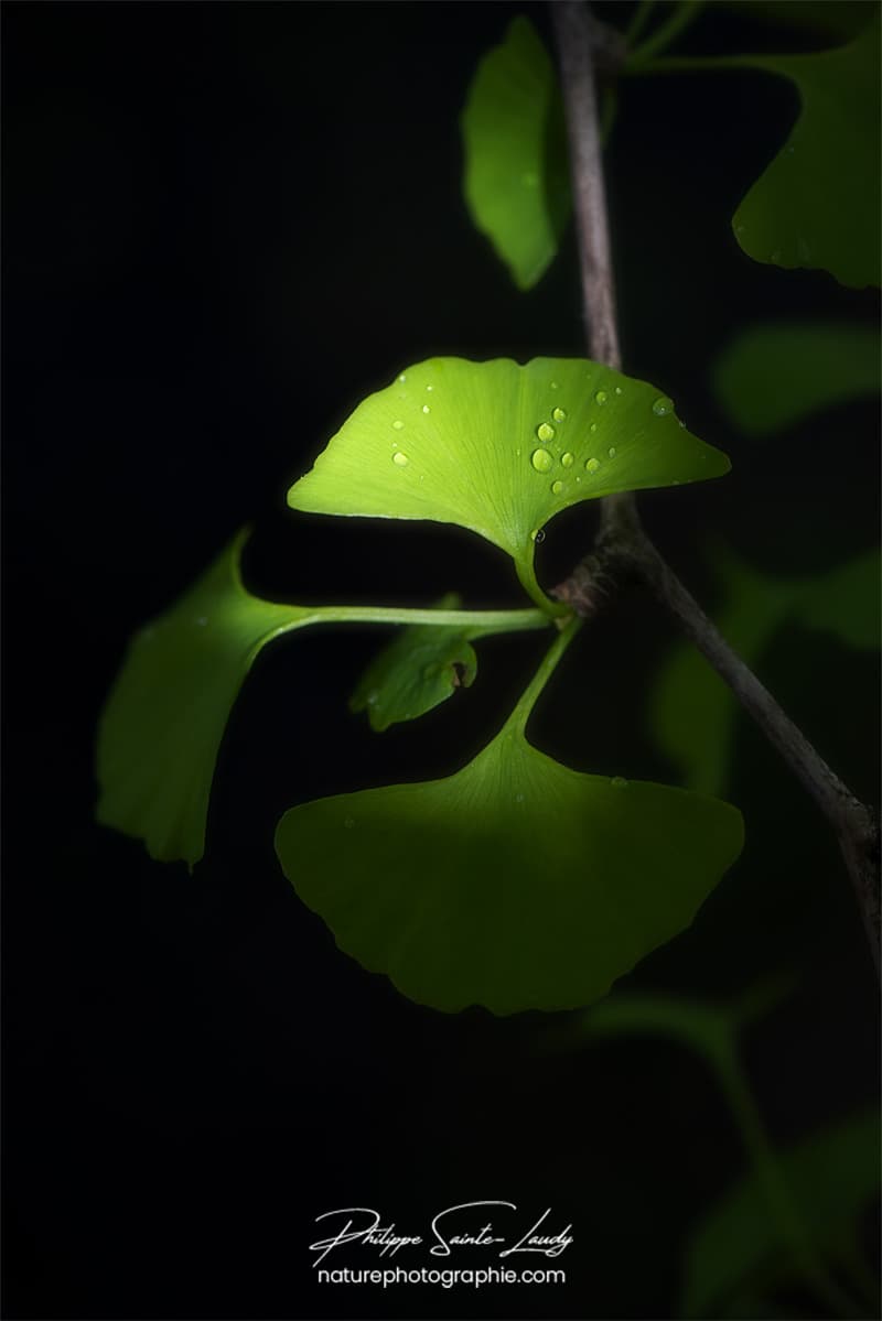 Feuilles de ginkgo après la pluie