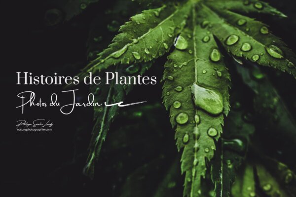 Histoires-de-plantes
