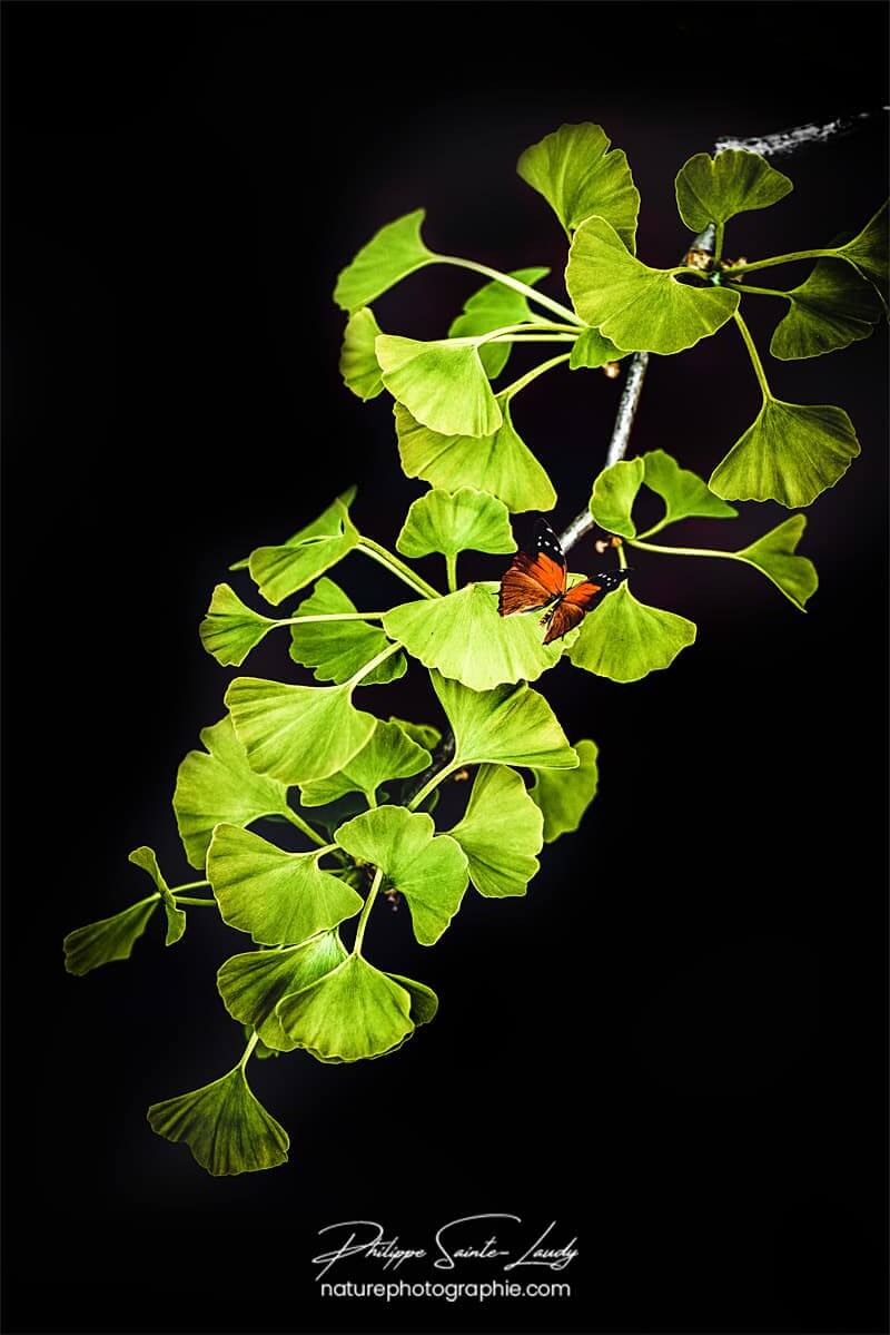 Un papillon sur une branche de ginkgo biloba