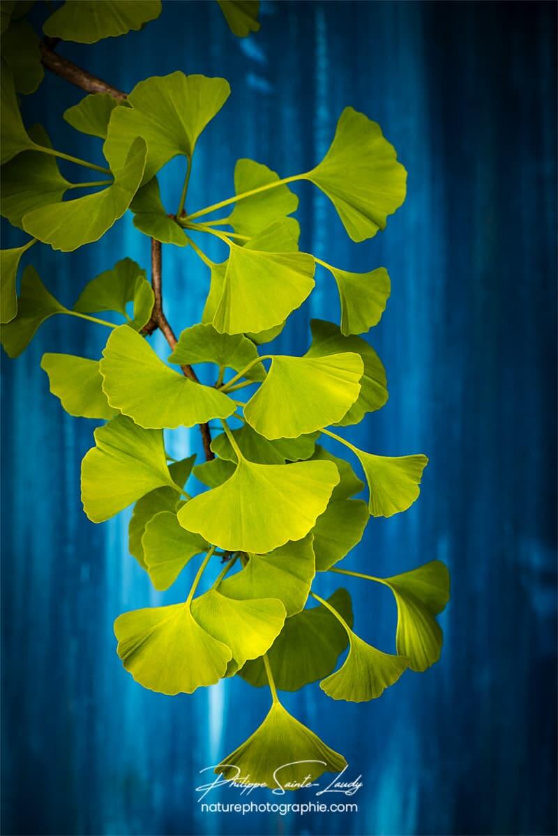 Feuilles de ginkgo devant un fond bleu