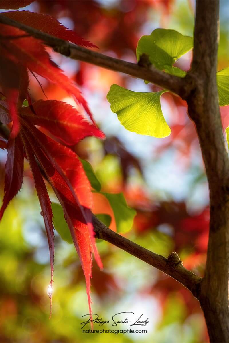 Érable & Ginkgo