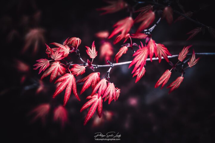 Petites feuilles d'érable