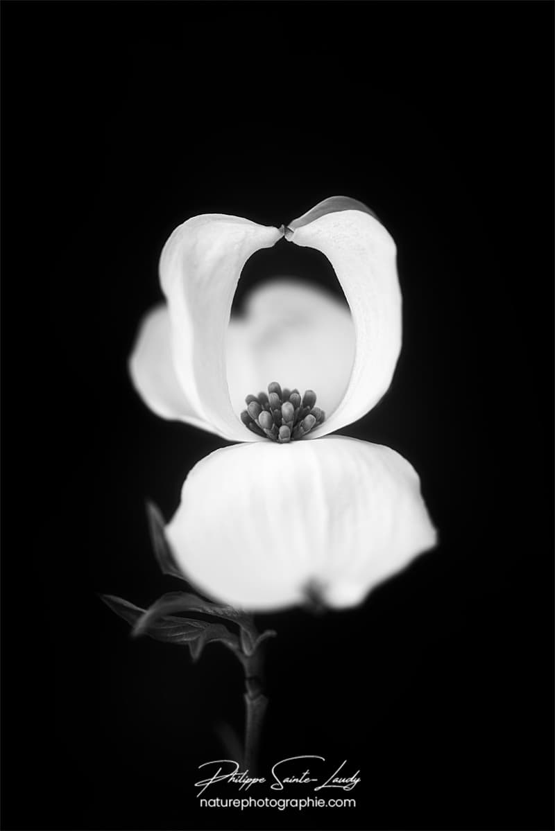 Fleur de cornouiller en noir et blanc