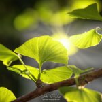 La lumière du soleil au milieu d'un ginkgo