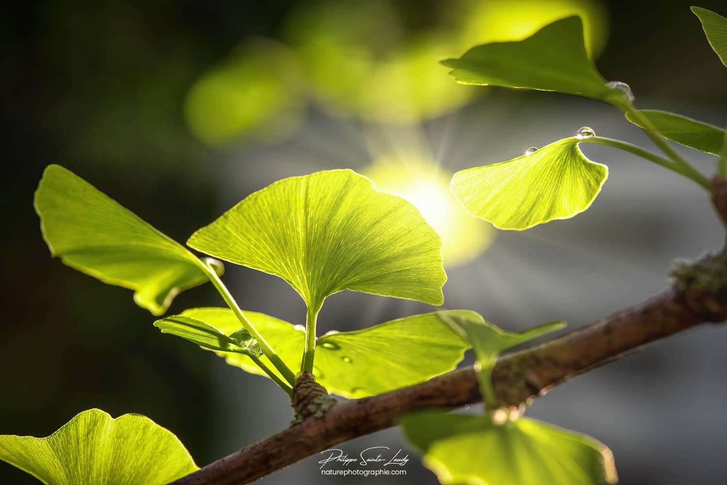 La lumière du soleil au milieu d'un ginkgo