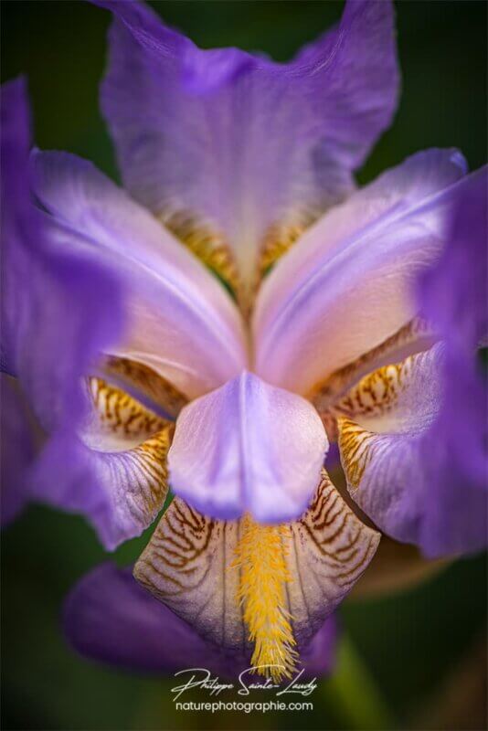 Iris