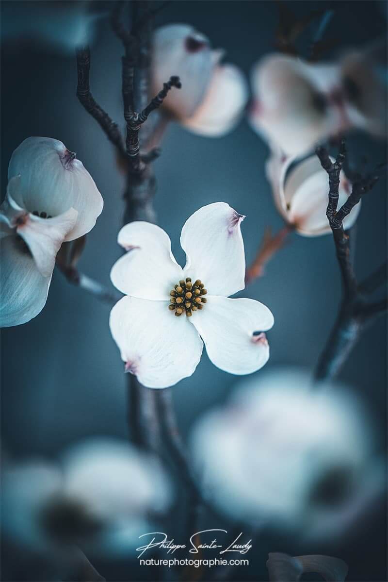 Cornouiller en fleur