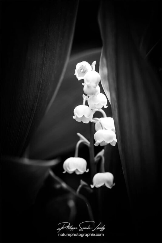 Muguet en noir et blanc