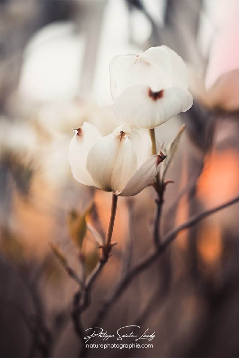 Fleurs de cornouiller au couchant