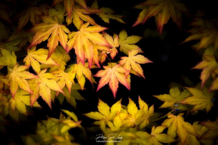 Couleurs de l'érable