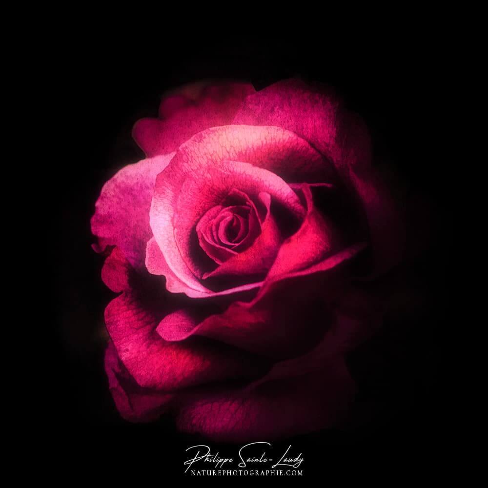 Une rose sur fond noir