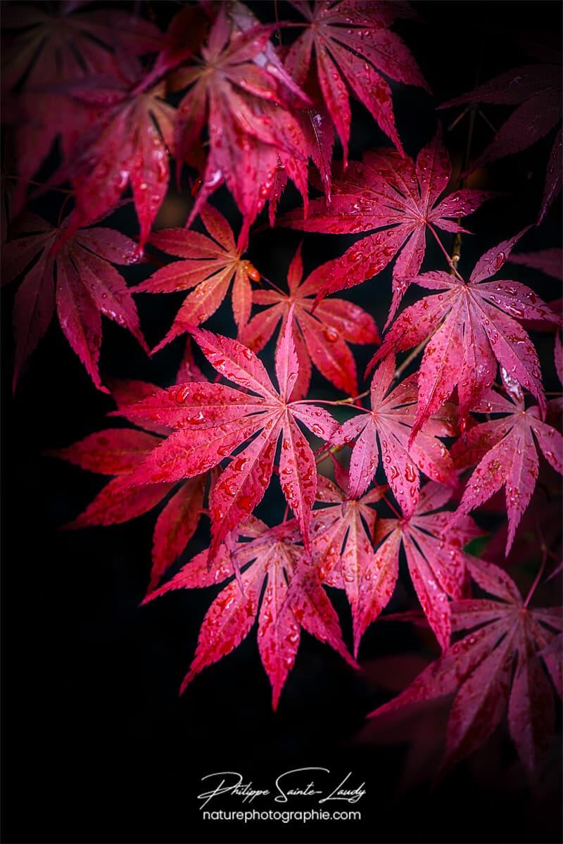 Feuilles d'érable sous la pluie