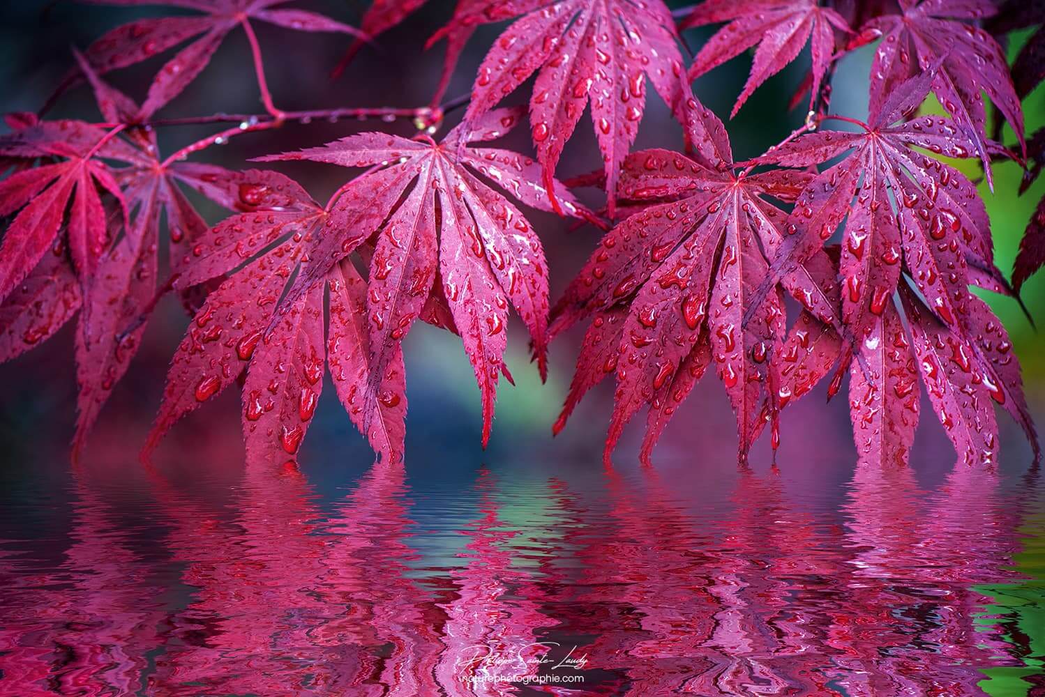 Reflet de feuilles d'érable