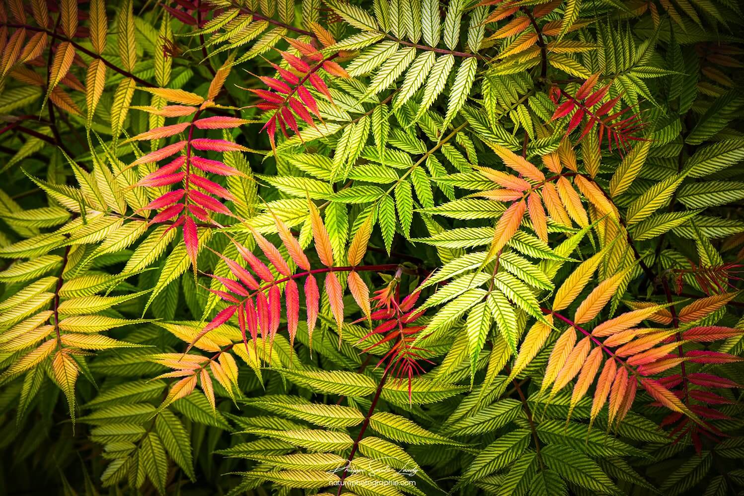 Feuilles de Sorbaire colorées