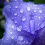 Gouttes d'eau sur un iris