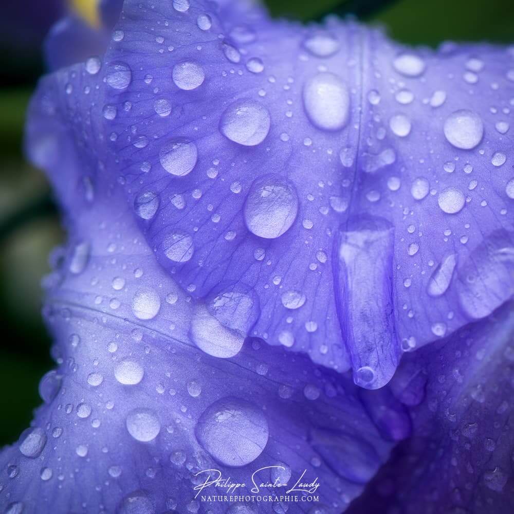 Gouttes d'eau sur un iris