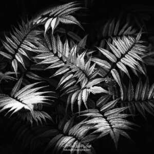 Feuilles dentelées en noir et blanc