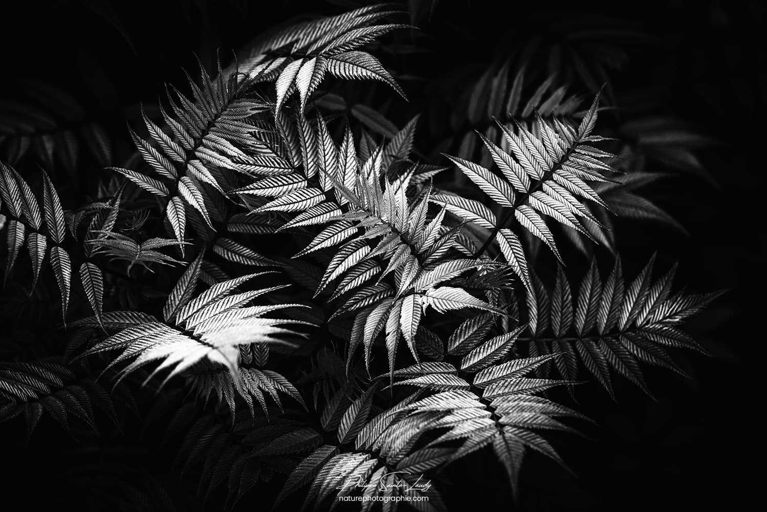 Feuilles dentelées en noir et blanc