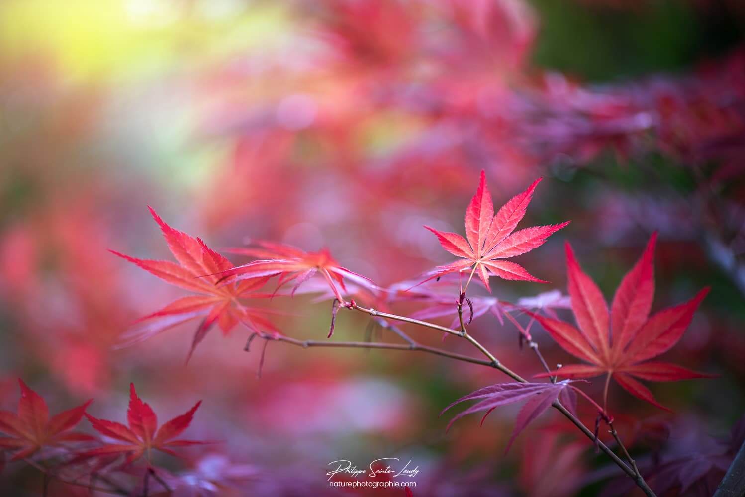 Feuille dans le vent