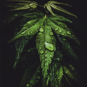 Gouttes d'eau sur feuilles d'érable