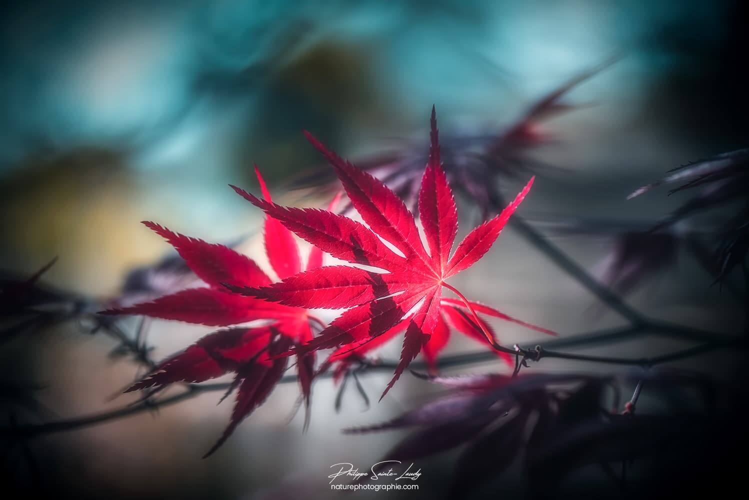 Couple de feuilles d'érable rouge