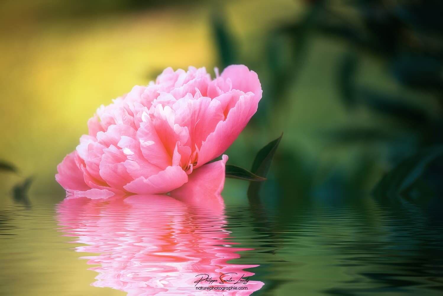 Pivoine sur l'eau