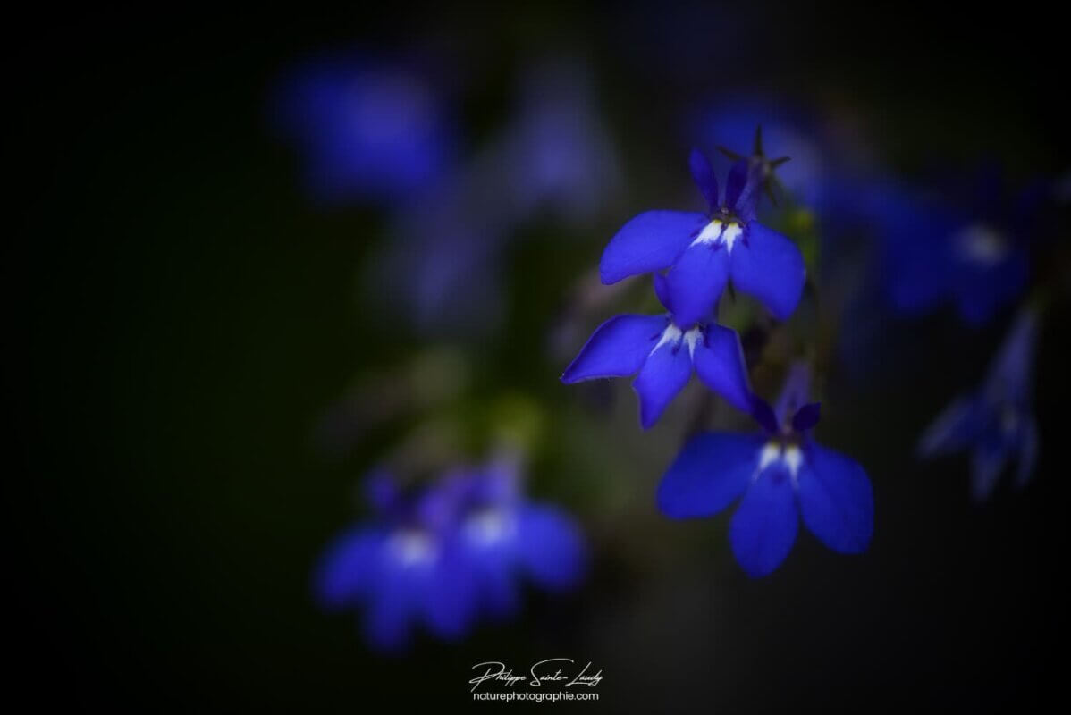 Fleurs bleues